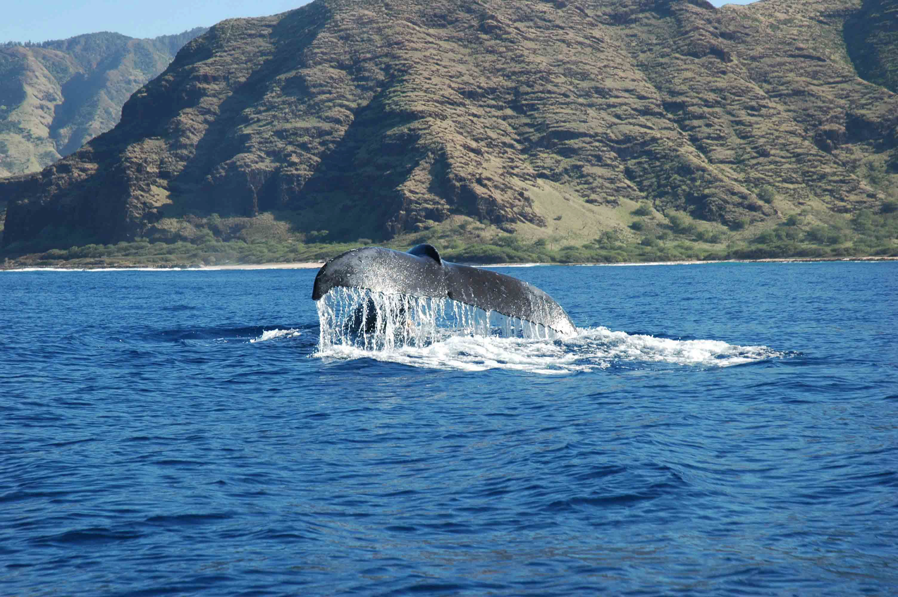 You are currently viewing Hawaii’s Winter Humpback Whale Season with Whales and You