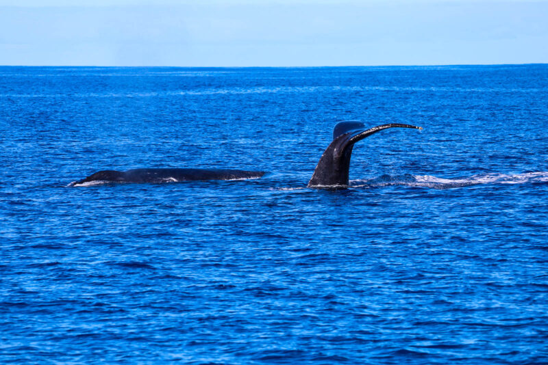 hawaii humpback whale