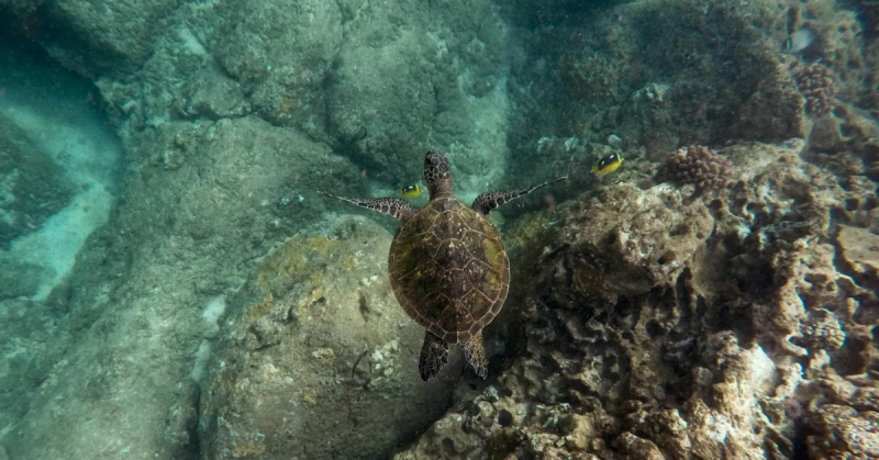 Hawaiian sea turtle swimming in clear oahu waters
