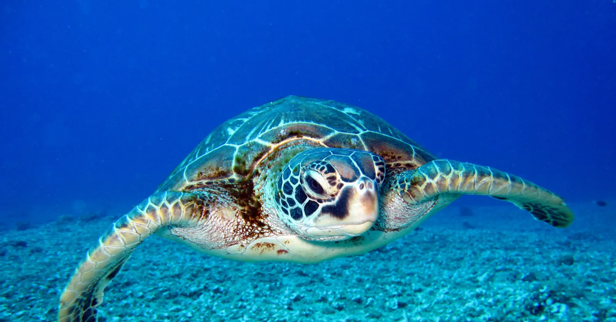 sea turtle resting on a coral reef in oahu's marine ecosystem
