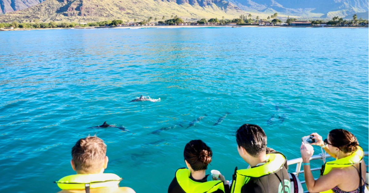 spinner dolphins spotted during dolphins and you tour on oahu's west side