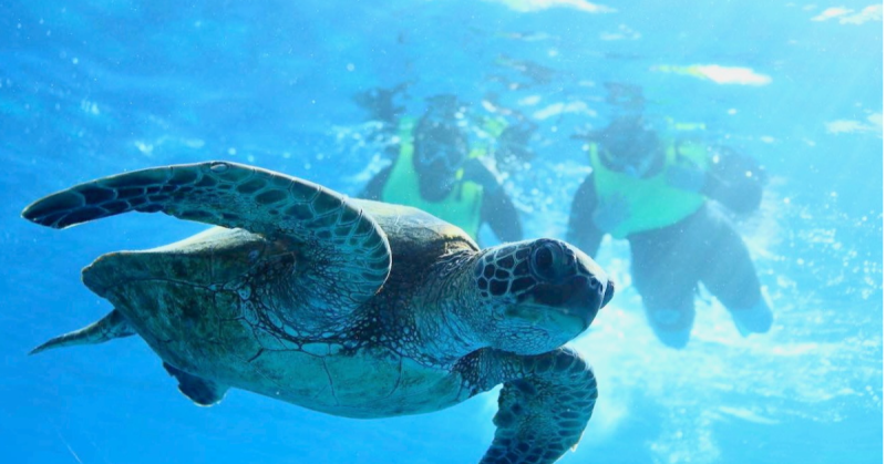 guided oahu turtle snorkeling tour at turtle canyon