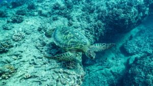 Waikiki-wild-sea-turtle