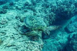 Do Turtles Like Humans? Understanding Turtle Behavior