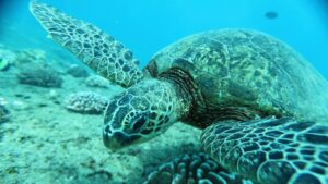 Turtle Canyon Oahu Tour