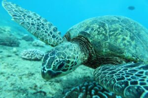 Do Hawaiian Sea Turtles Recognize Human Voices? The Truth About Honu Communication!