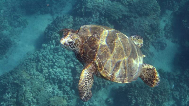 oahu turtles eyes