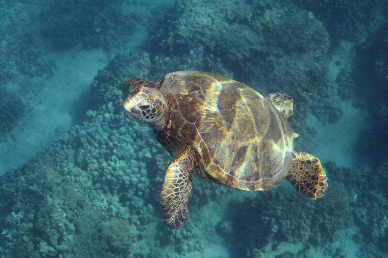 hawaii sea turtle