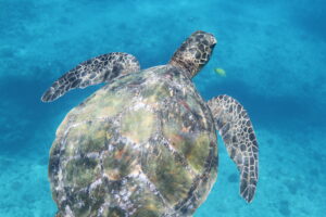 Hawaiian Sea Turtles’ Diving Abilities & Your Adventure with Turtles and You