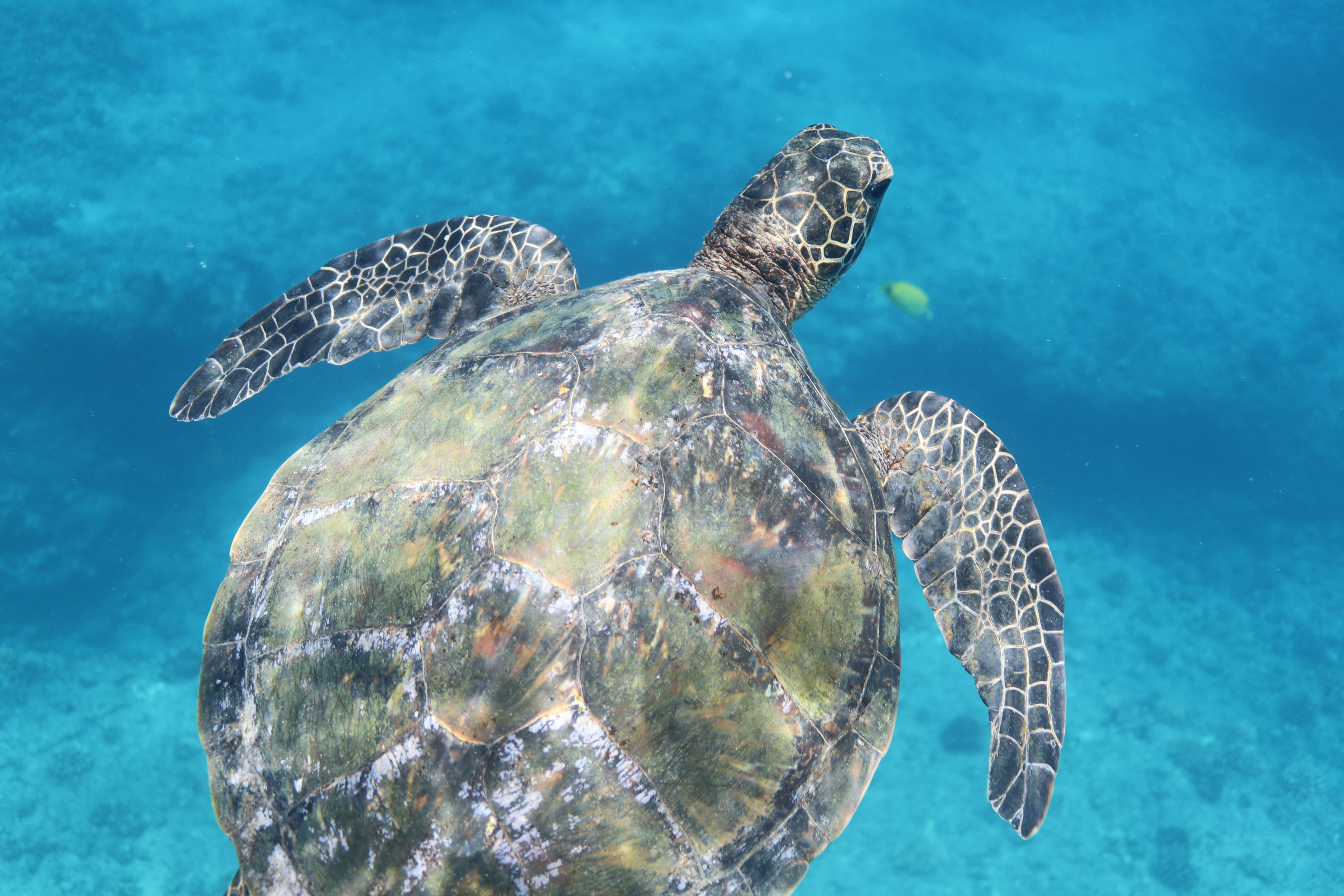 You are currently viewing Hawaiian Sea Turtles’ Diving Abilities & Your Adventure with Turtles and You