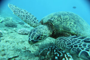 Can Hawaiian Sea Turtles Understand English?