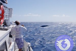 Is March too Late for Whale Watching in Hawaii?
