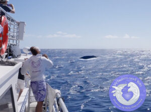 whale watching march