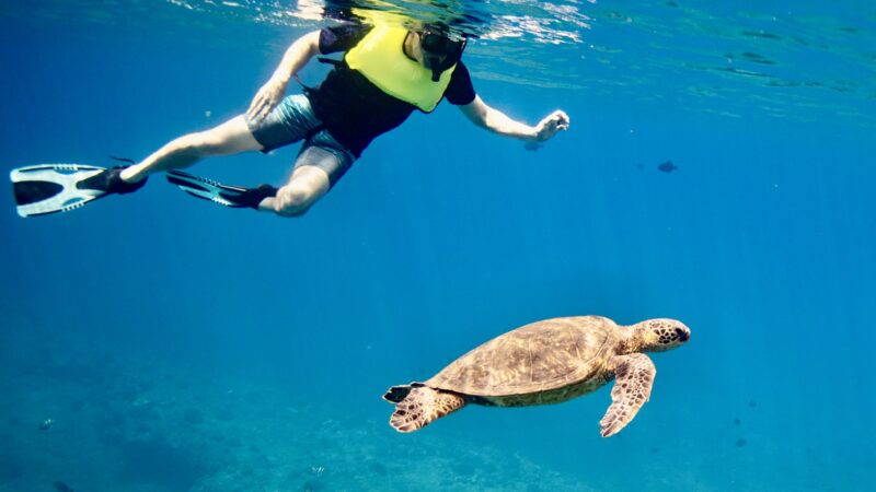 Swimming with Turtle