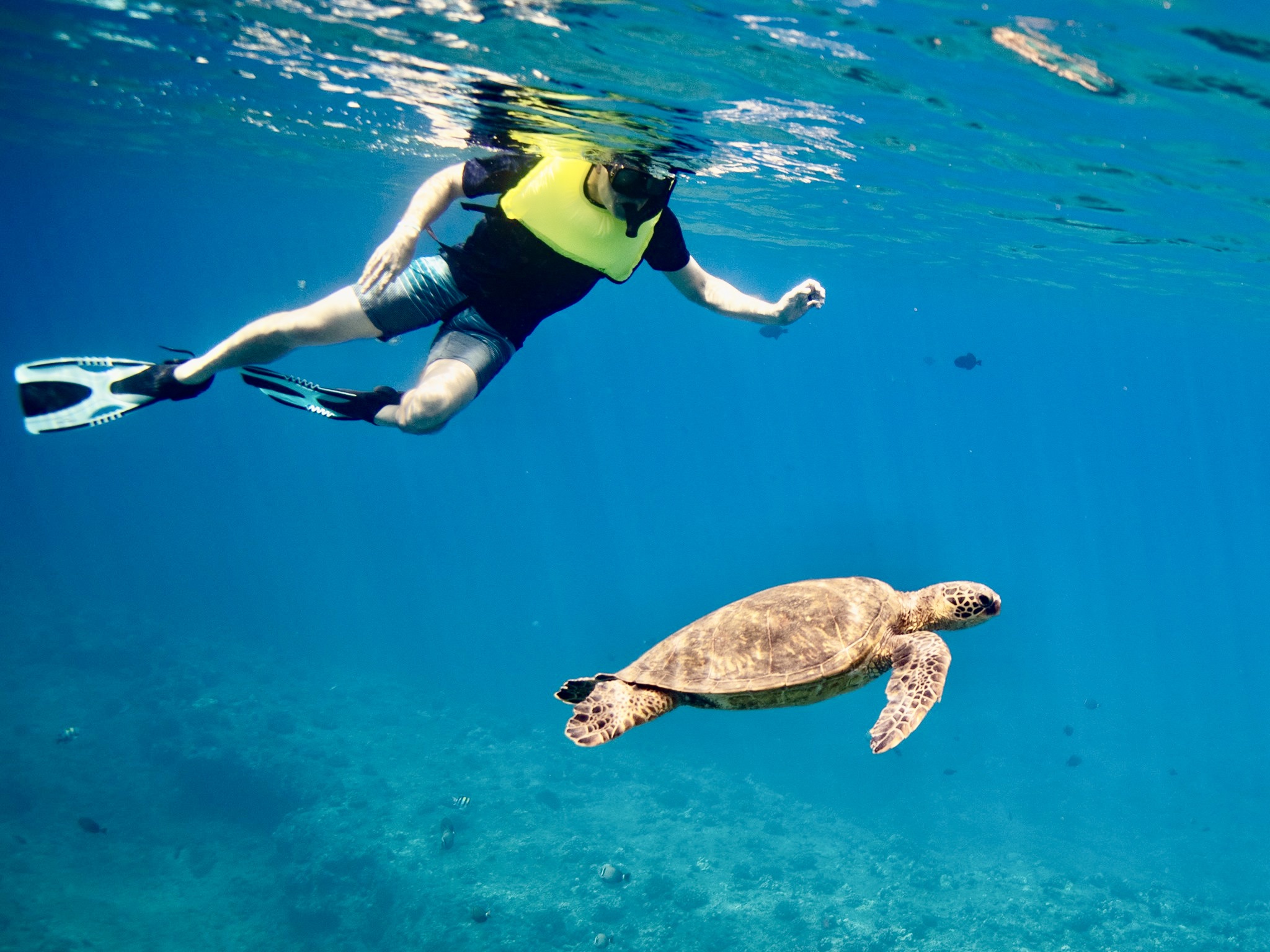 You are currently viewing Turtle Canyon Snorkeling with our New Free Trolley Service