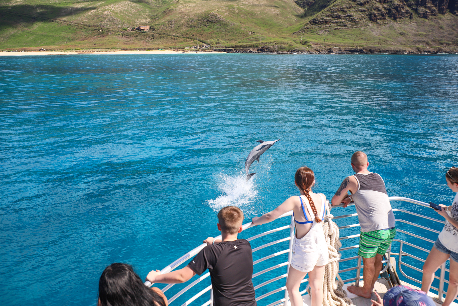 Oahu Pearl Harbor Dolphin