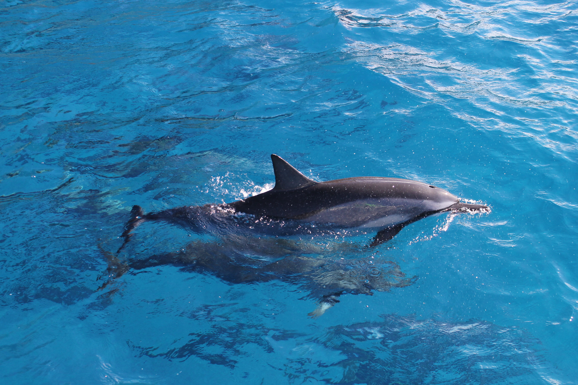 Oahu Pearl Harbor Dolphin