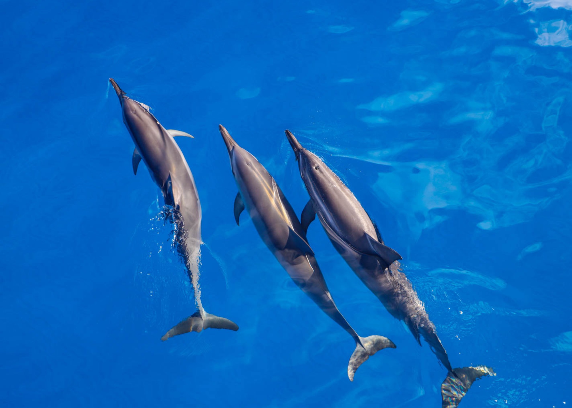 Oahu Pearl Harbor Dolphin