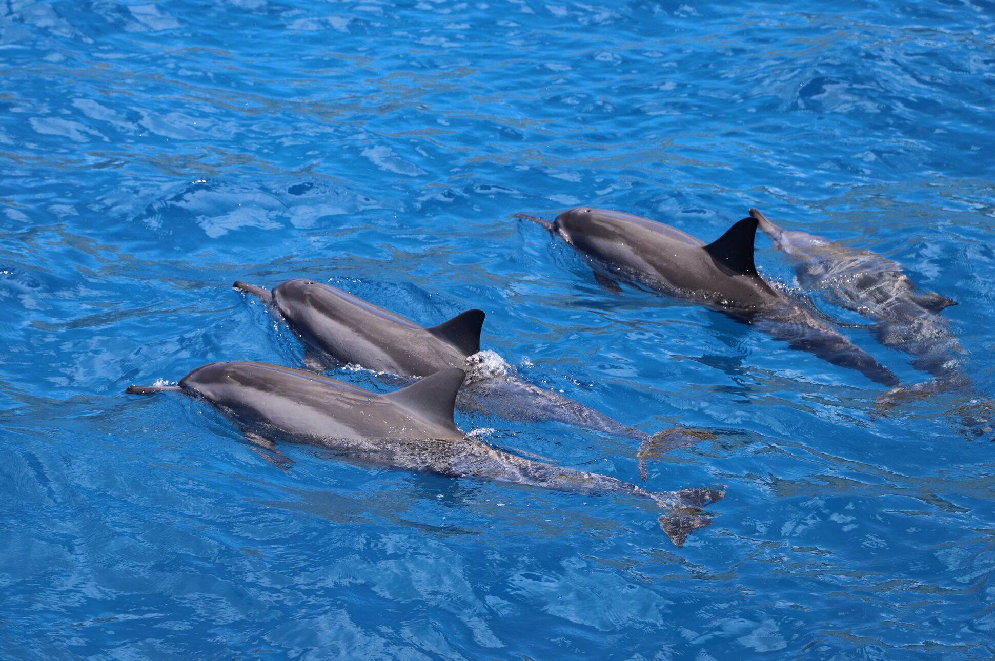 Oahu Dolphin Tour-Dolphins and You