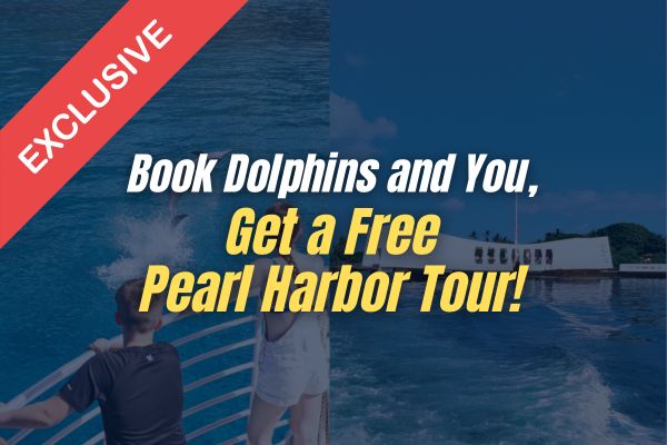 Oahu Pearl Harbor Dolphin