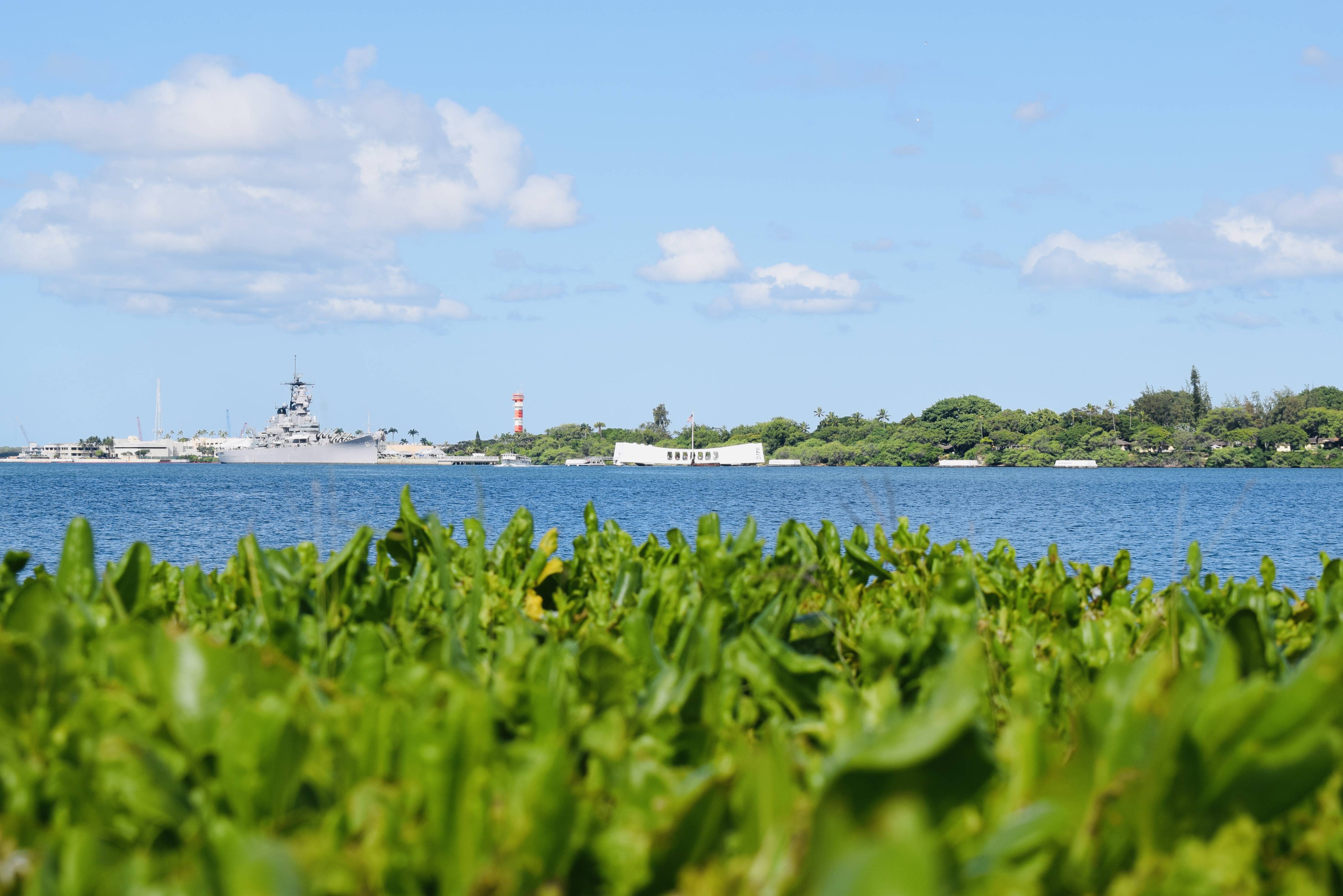 Oahu Pearl Harbor Dolphin