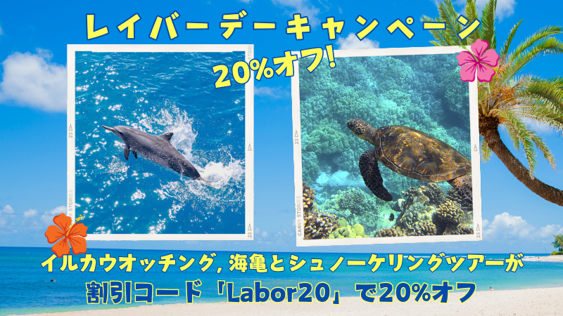 You are currently viewing レイバーデースペシャルキャンペーン2024🐬イルカと🐢ウミガメのツアーが20%オフ