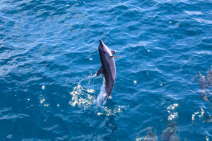 Beautiful Sea Creatures You Can See in Hawaii