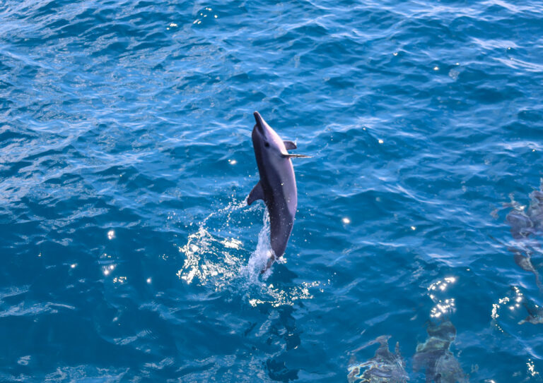 Hawaiian spinner dolphins