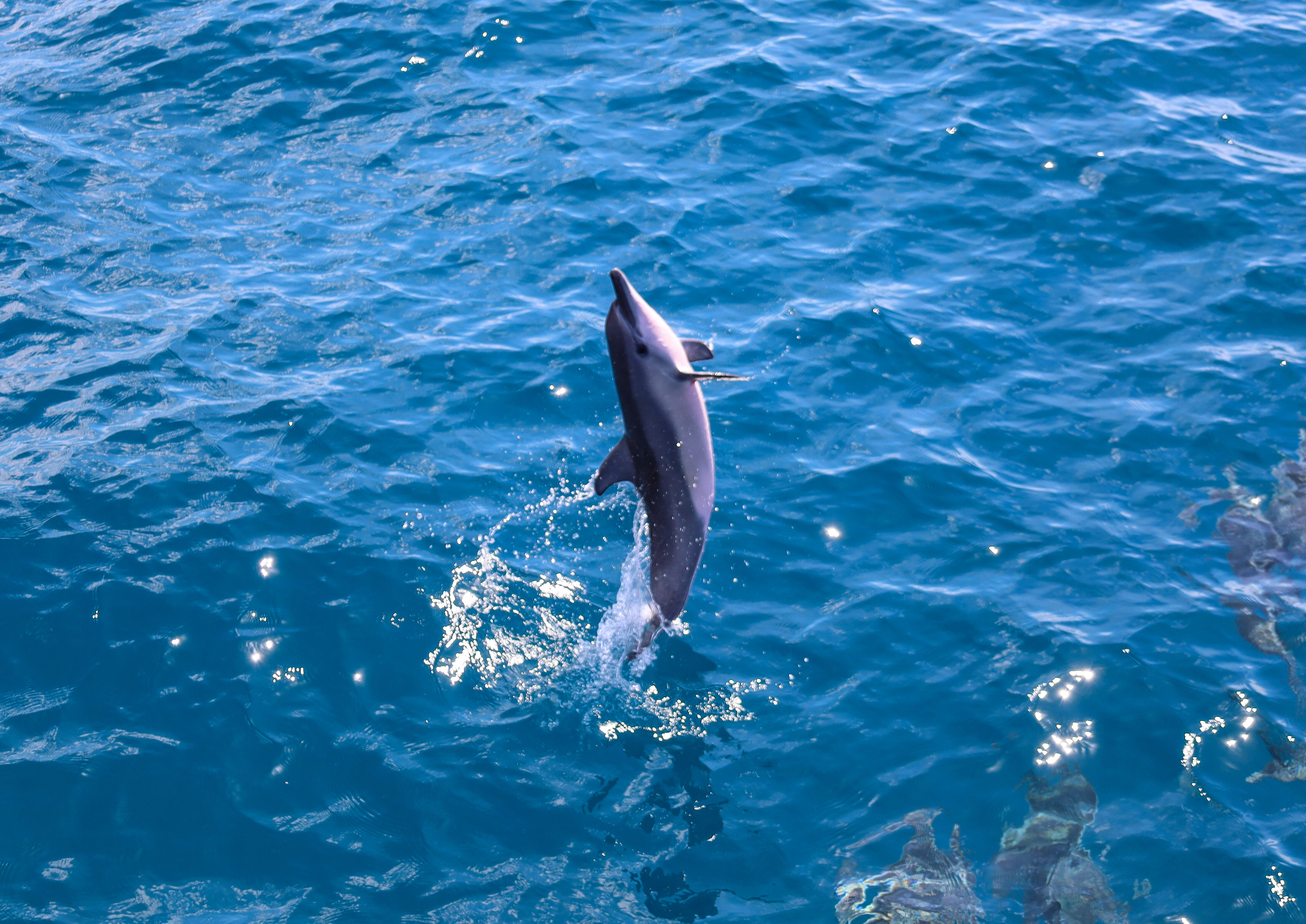 You are currently viewing Beautiful Sea Creatures You Can See in Hawaii