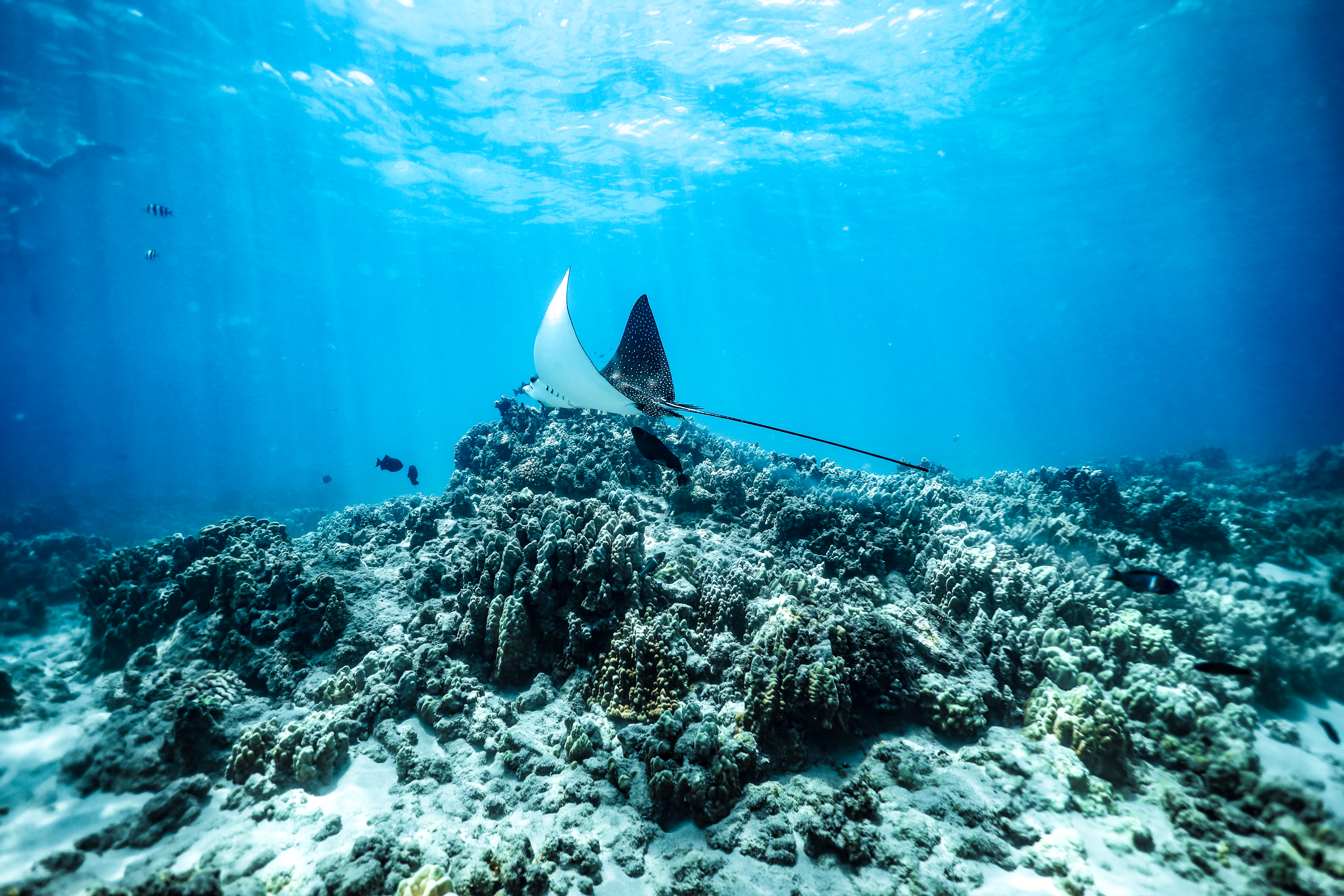 eagle rays