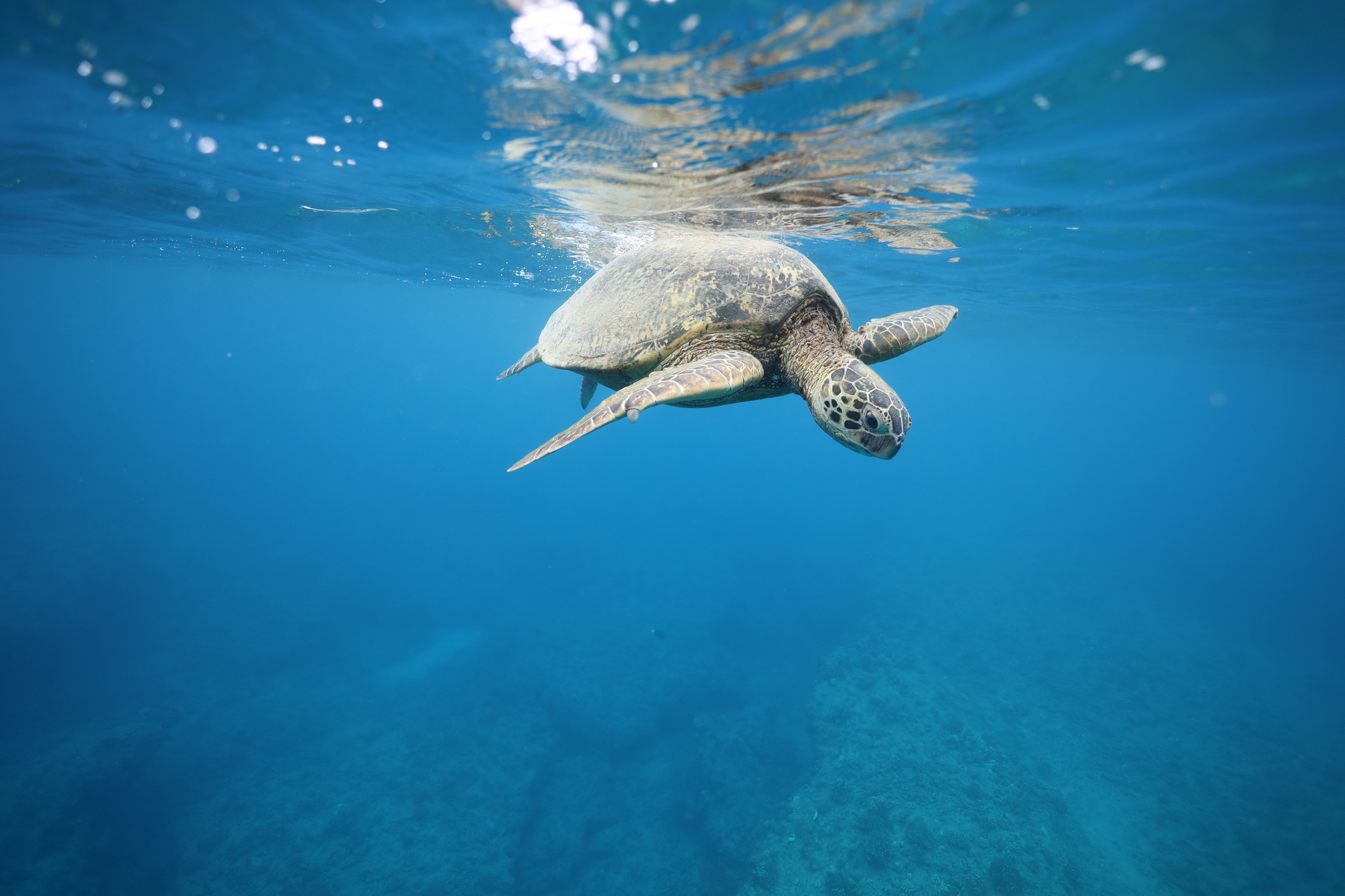 Hawaiian green sea turtles