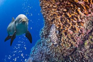 Ultimate Guide to Finding the Best Dolphin Tours on Oahu