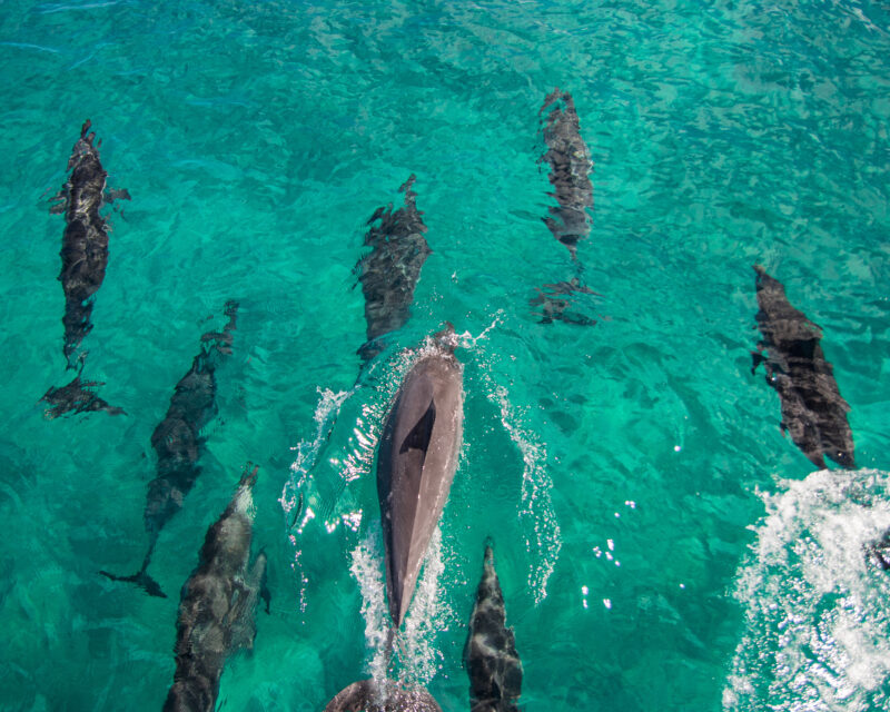 oahu dolphin watching