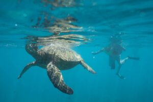 Snorkel with Sea Turtles in Oahu!🐢 Best Spots & Tour Tips🌴