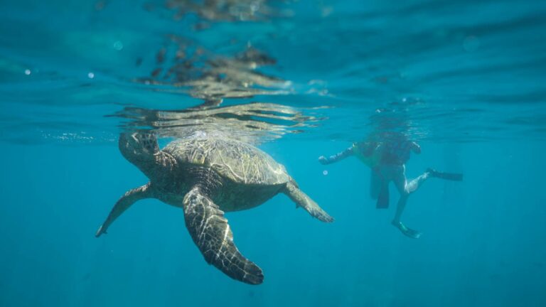 Waikiki Turtle Snorkeling Waikiki Turtle Snorkeling