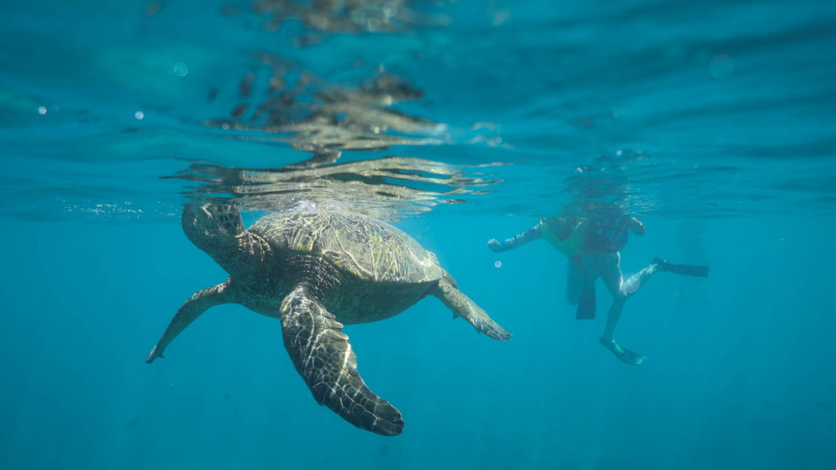 You are currently viewing Snorkel with Sea Turtles in Oahu!🐢 Best Spots & Tour Tips🌴