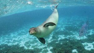 Monk Seal - Top 10 Most Interesting Animals in Hawaii - And You Creations