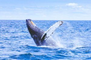 Best Whale Watching Spots on Oahu 🐳 Hawaii Winter Guide