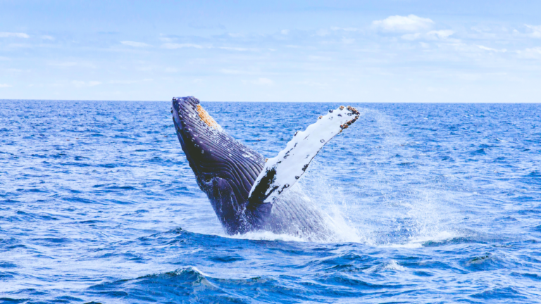 Whale spot Oahu