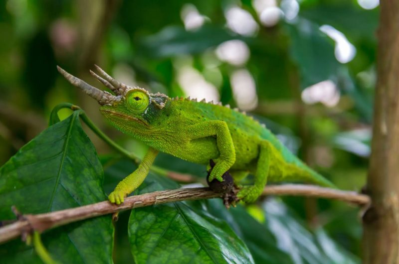 Jackson’s chameleon