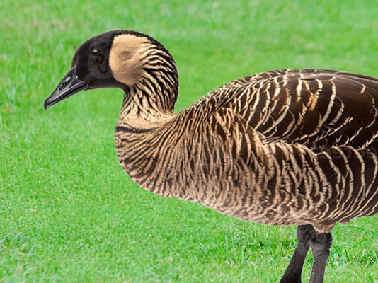 Nene Hawaiian goose