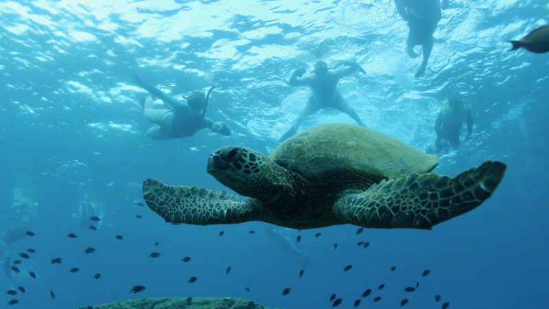 waikiki-turtle-snorkel