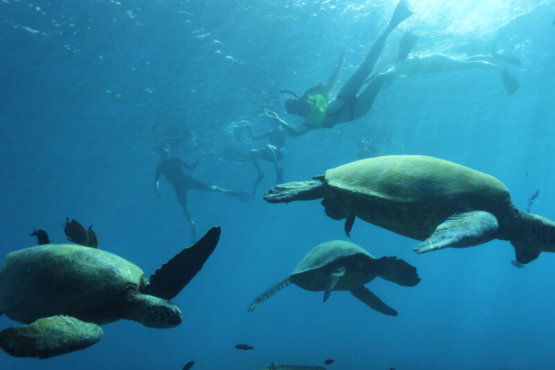 turtle snorkeling experience