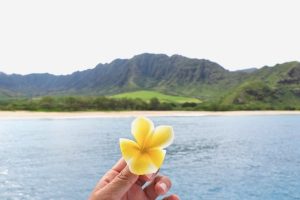 2024年AYCハワイのオプショナルツアーランキング第1位〜3位