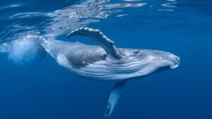 whale song oahu