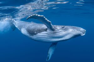 Experience the Magic of Whale Song in Hawaii: Join Our Whale-Watching Tour on Oahu