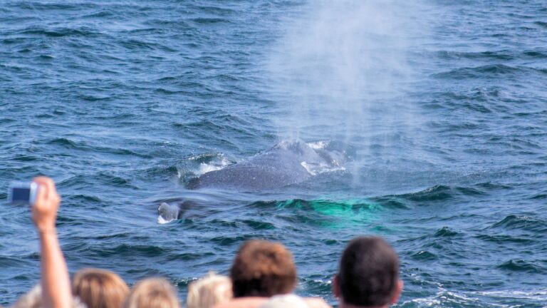 oahu whale watching tour