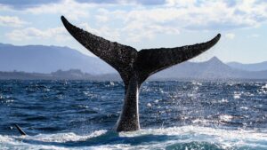 whale-tail