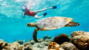 Where to See Sea Turtles in Waikiki: Snorkeling at Turtle Canyon, Oahu