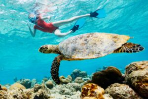 Where to See Sea Turtles in Waikiki ?? All about the “Turtle Canyon” Snorkeling!